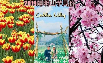 2019陽明山海芋季，竹子湖最美海芋夢幻場景：花鞦韆、三角木屋！一次欣賞櫻花、海芋、鬱金香～