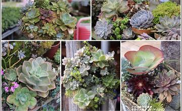 2019年赤柯山加蜜園多肉植物、紫藤的美麗邂逅，多肉朵朵似花，紫藤的夢幻花色，驚喜度完全破表