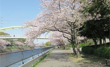 【2019名古屋自由行】荒子川公園，兩岸櫻花停不住，超美爆炸櫻花
