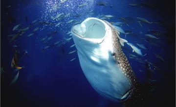 與鯨鯊同行，你從未見過的沖繩海底美景。