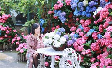 苗栗卓蘭｜繡球花開了！浪漫童話仙境花露農場，唯美拍照夯點等你來～