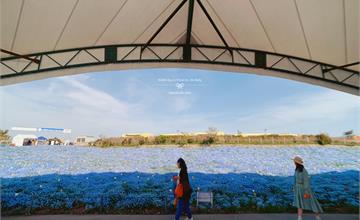 日本大阪｜夢幻粉蝶花海侵襲大阪舞洲海濱公園（期間限定）
