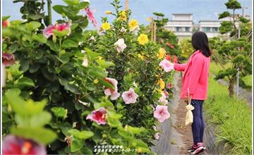 2019年嘉德花田！平易近人的美麗花園，多花性向日葵、扶桑、玫瑰、紫藤、孤挺、彎子木、鳶尾等，賞花客有福了