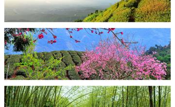 嘉義│從山的另一頭，來趟不一樣的阿里山之旅！162甲縣道，梅山-太和