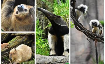 台北│13年的等待，台北動物園新館開放！可愛度爆表的水豚君陪你過暑假~