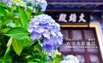 韓國釜山｜影島太宗台紫陽花慶典，太宗寺看繡球花