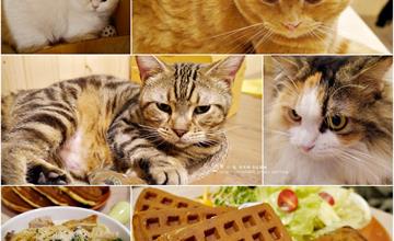 高雄｜逗貓趣Funny Cat 寵物餐廳，來跟口愛逗趣的貓兒約會吧！