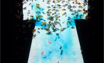 最後的夏日夢幻 不容錯過的2019日本橋金魚展觀後感