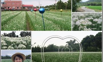 2019大溪韭菜花季，九月雪浪漫登場！