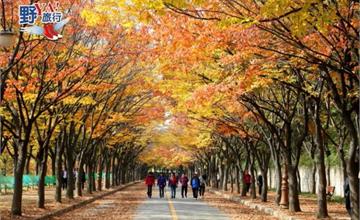 韓國楓紅預測出爐 計畫到韓國賞楓趁現在