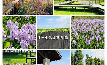 桃園賞花秘境｜1-4號生態埤塘公園，夢幻藍紫色花海布袋蓮盛開