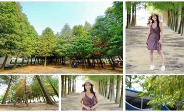 南投｜異國風情IG打卡熱點：139縣道落羽松／八卦路落羽松／南投落羽松！
