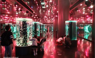 東京│Maxell Aqua Park 品川水族館：超夢幻聲光海洋世界，門票＆表演時間彙整