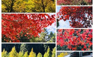 南投｜遇見杉林溪之美，楓紅黃金水杉林10月底11月最佳觀賞期！