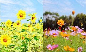 桃園｜季節限定！新屋向日葵花海、波斯菊花海