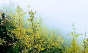 南投鹿谷｜銀杏森林大崙山茶園梯田：雲霧漂渺夢幻仙境觀霧亭，漫步在雲端的黃金森林