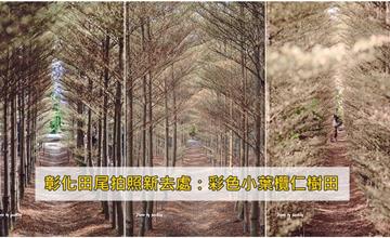 191026彰化－田尾小葉欖仁樹森林