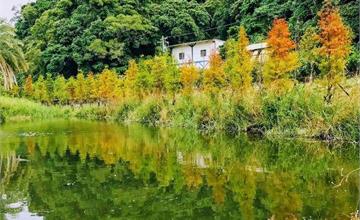 桃園｜大溪月眉濕地公園：大溪河濱公園愛心落羽松，加花彩節賞花一日遊
