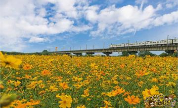 屏東｜超過1000坪夢幻花海，秋季限定景點推薦，舊鐵橋，IG打卡、野餐、放風箏