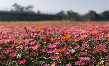 台北|城市裡的小秘境,關渡秘境花海,波斯菊花海正搖曳