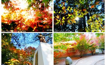 台中和平｜福壽山松廬楓紅，楓林繽紛，黃、綠、紅交織的甜美層次，同場加映夜晚版松廬楓紅