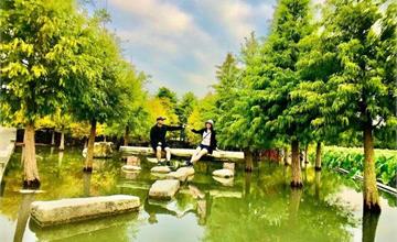 台中｜泰安落羽松秘境：新增水上步道，超夢幻水上倒影，陸上版水上版落羽松一次GET！