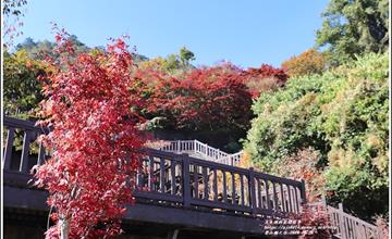 2019年梨山楓之谷1956秘密花園！紅黃綠高山美麗楓景正在變化中