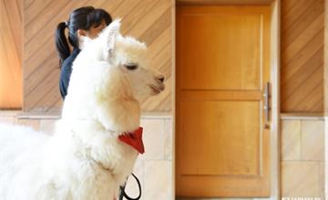 來日本結婚吧！可愛羊駝的度假村婚禮