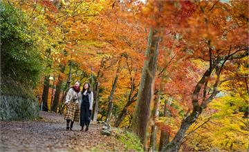 日本重量級紅葉賞楓名所香嵐溪：滿山楓林紅勝火 白日如畫夜迷幻