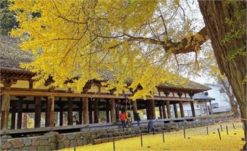 日本│金黃銀杏灑落一季浪漫 喜多方新宮熊野神社紀行