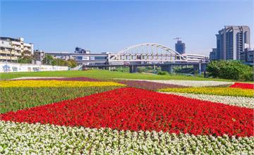 一路盛開到明年！台北成美河濱公園六萬株花海七彩綻放