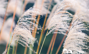 宜蘭｜秋冬限定的雪白世界！5個白芒花、甜根子草秘境看這裡