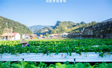 苗栗｜滿意牛奶蜜草莓農場，高架草莓園讓你站著採草莓不腰痠