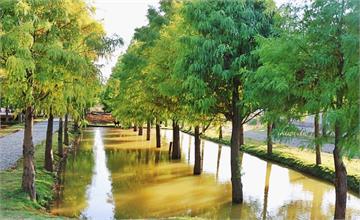 雲林虎尾｜堀頭里28落羽松秘境，優雅的落羽松小秘境！免費參觀