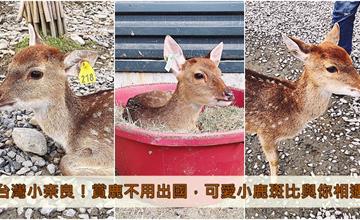 宜蘭｜斑比山丘Bambi Land：台灣小奈良餵鹿趣，美美子手做甜點吃午茶