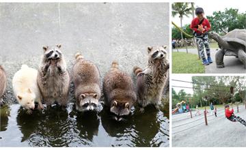 花蓮｜浣熊、樹懶萌翻天！親子景點兆豐農場，近距離親近餵食小動物好療癒！