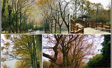 桃園｜石門水庫賞楓行，季節限定浪漫美景