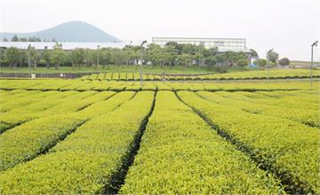 【韓國】濟州島咖啡廳推薦：牛島花生冰淇淋、Blue Mountain 咖啡主題公園、綠茶博物館，跟著韓國人腳步到濟州島咖啡廳打卡！