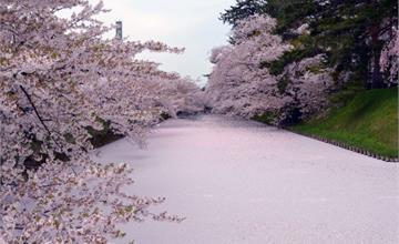 2020日本櫻花櫻前線出來囉！日本櫻花三大名所&人氣景點推薦