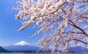 2020日本富士山櫻花季：富士山櫻花X富士山河口湖懶人包！