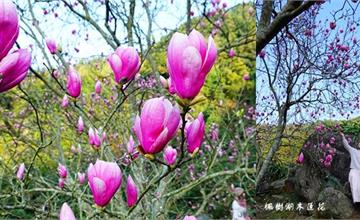 新北｜淡水賞木蓮花秘境，楓樹湖巨石花園，滿山花景盡收眼底