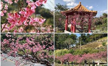 新北｜新店賞櫻去！花園新城、櫻花街屈尺公園，寒櫻綻放粉嫩燦爛～