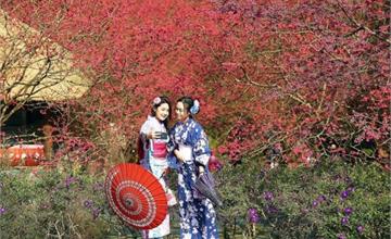 九族櫻花大爆開．粉紅飜飛舞浪漫─玩九族．賞櫻花．遊日月潭全攻略