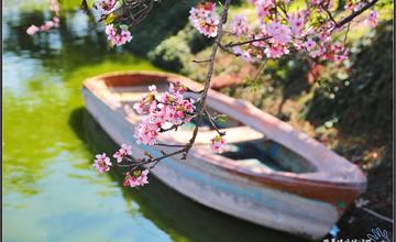 彰化｜櫻花開了！芬園花卉休憩園區2020（員農櫻花種苗場）