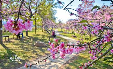 台中｜2020中科崴立櫻花公園，台中櫻花秘境盛開，河津櫻帶來粉紅風暴！