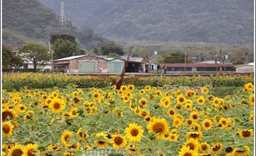  2020年關山向日葵花海！朵朵少女臉，燦爛、奔放，嘴角失守，心飛揚