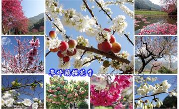 南投信義鄉/新中橫賞花必遊【2020草坪頭櫻花季】李花/櫻花/桃花/玉山觀光茶