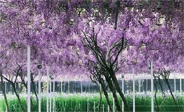 徜徉絕美紫色花海！全台最大「紫藤咖啡園」花期公布！