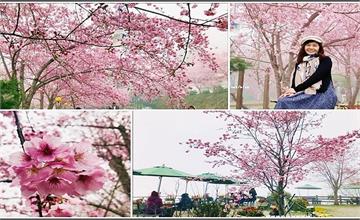 桃園｜2020拉拉山櫻花季，恩愛農場櫻花粉嫩登場