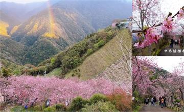 桃園｜2020拉拉山免門票賞櫻秘境，中巴陵櫻木花道，2/22最新花況～